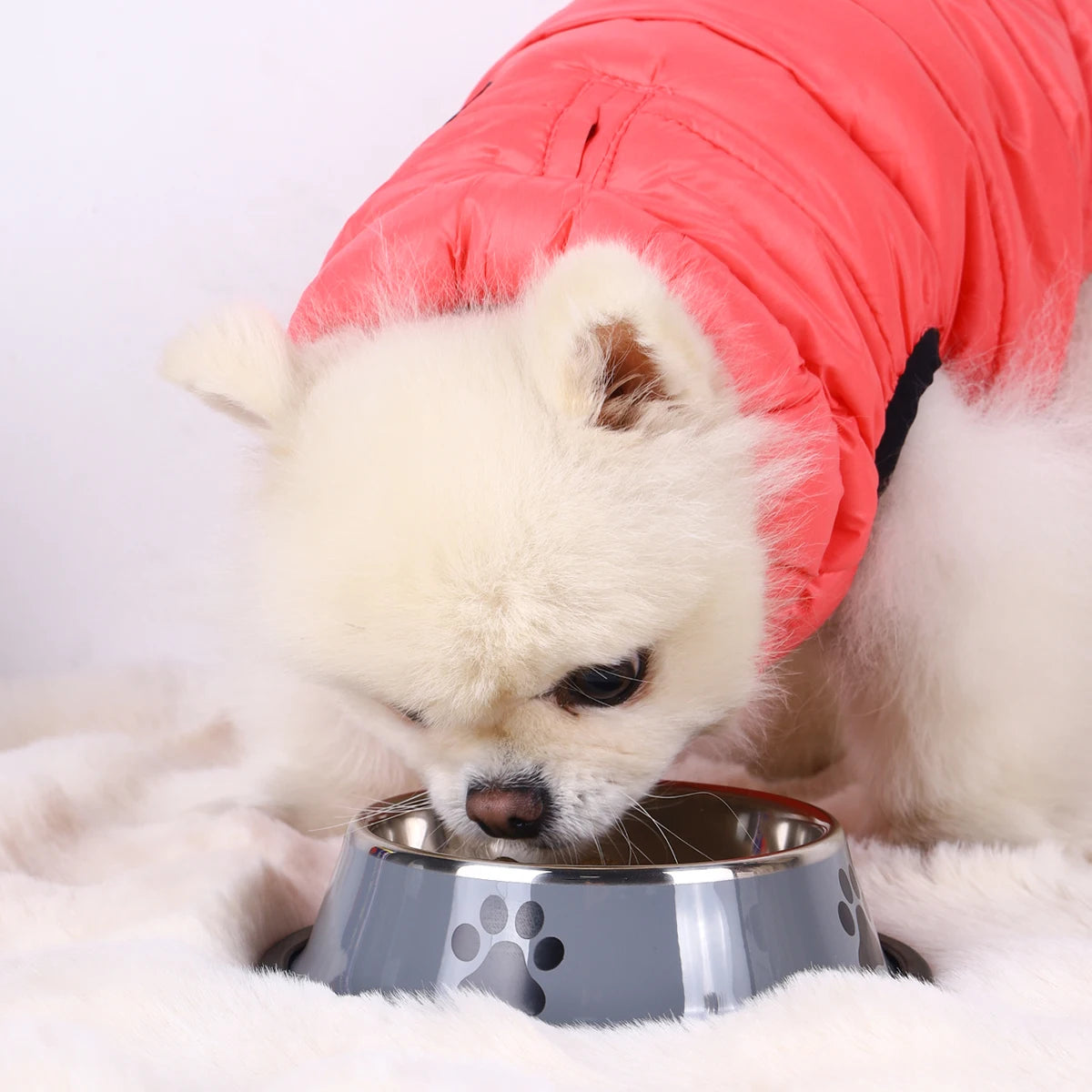 Food Bowl Feeding Pet Supplies