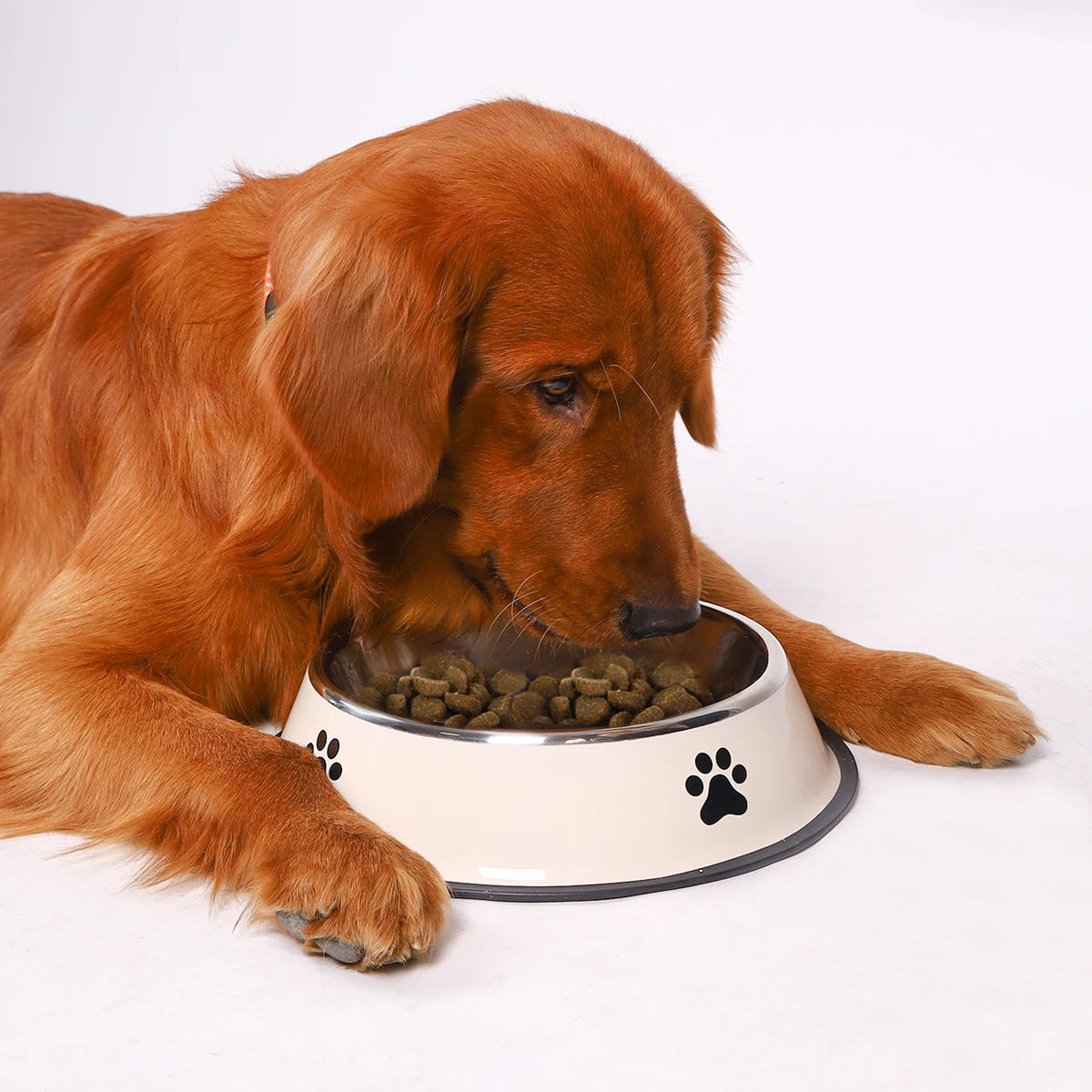 Food Bowl Feeding Pet Supplies